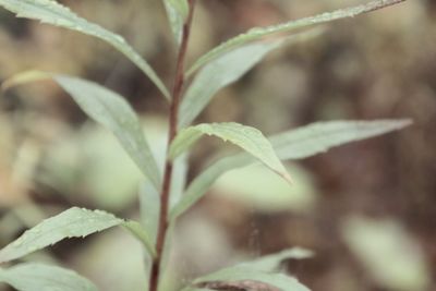 Close-up of plant growing outdoors