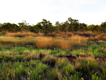 Scenic view of field against sky