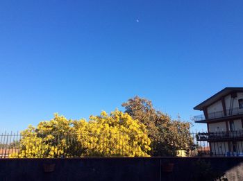 Low angle view of trees and buildings against clear blue sky