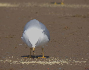 Seagull on a land