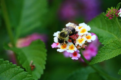 Close-up of honey bee on flower