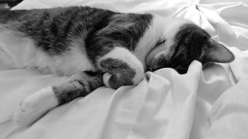 Close-up of dog sleeping on bed
