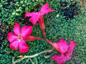 Close-up of pink flowers blooming outdoors