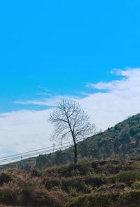 Bare tree on landscape against sky