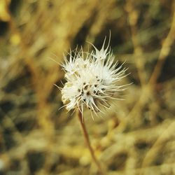 Close-up of dandelion flower