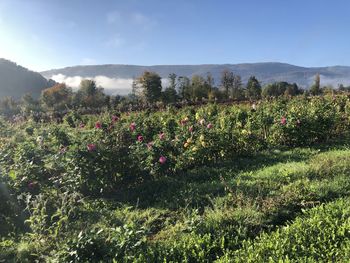 Scenic view of flowering plants on field against sky