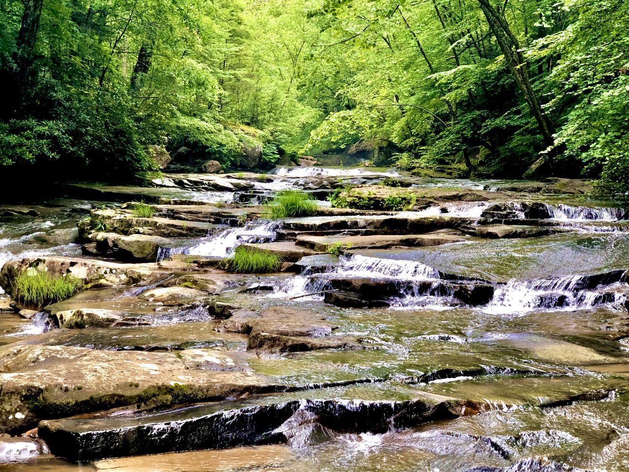 SCENIC VIEW OF STREAM IN FOREST
