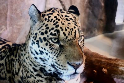 Close-up portrait of a cat in zoo