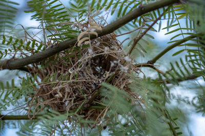 Low angle view of bird nest on tree