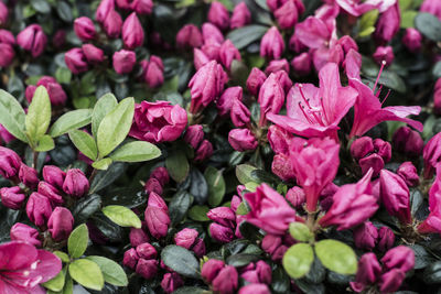 Full frame shot of pink flowering plants