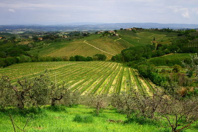 Scenic view of agricultural field against sky