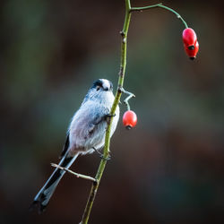 Close-up of bird perching on twig, long tailled tit, dog rose