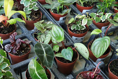 High angle view of potted plants