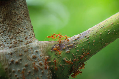 Close-up of insect on plant