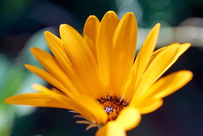 Close-up of yellow flower