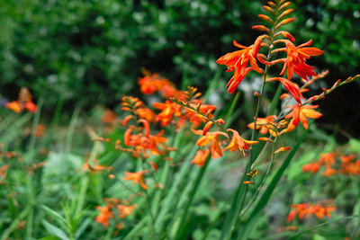 Close-up of orange flowering plants