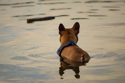 Dog standing in a lake