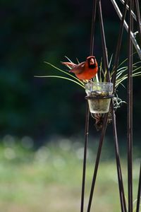 Close-up of red cardinal bird perching on feeder