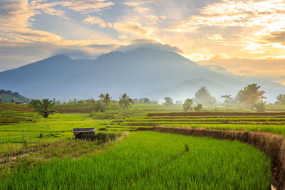 Beautiful morning view in the rice fields with colorful sky in indonesia