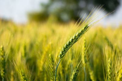 Close up of young green wheat on the field