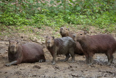 Closeup portrait of family of capybara hydrochoerus hydrochaeris resting and playing in mud bolivia.