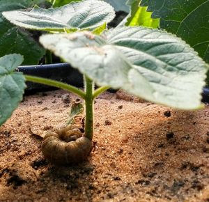 Close-up of caterpillar on plant