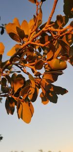 Close-up of orange flowering plant against sky