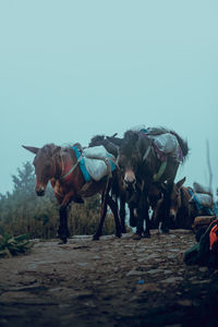 Donkeys used to carry loads and other basic needs in gosaikunda region,nepal.