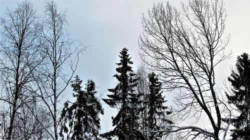 Low angle view of bare trees against sky