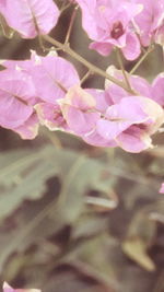 Close-up of pink flowers