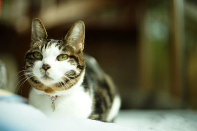 A tabby cat sitting against the background of fresh green