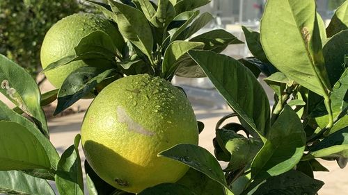 Close-up of fruits growing on tree