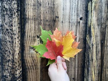 Close-up of hand holding maple leaves