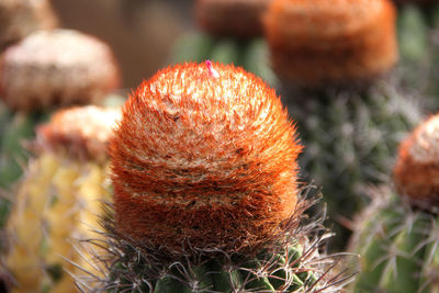 Close-up of food