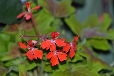 Close-up of red flowers