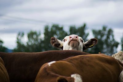 Cows against sky