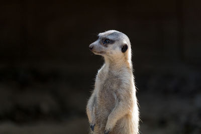 Close-up of a meerkat 