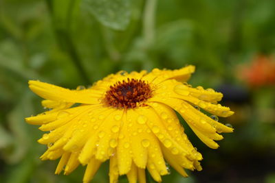 Close-up of wet yellow daisy flower