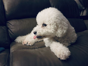 Close-up of dog relaxing on sofa at home