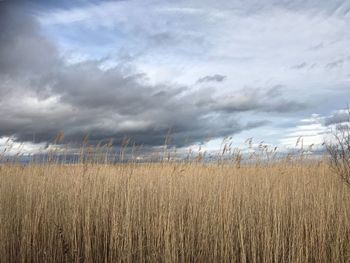 Scenic view of field against cloudy sky
