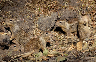 Ground squirrels caught by surprise