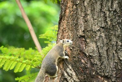 Close-up of squirrel on tree trunk