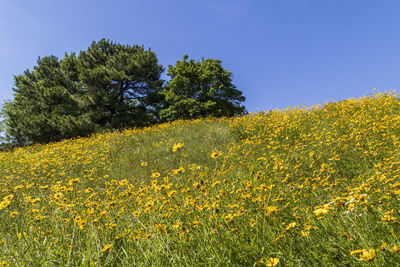 Yellow flowering plants on field against clear sky