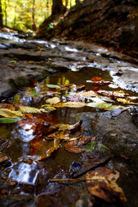 High angle view of leaves floating on water