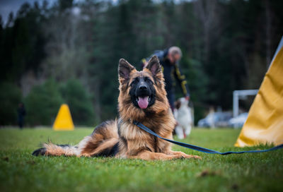 Portrait of dog on field