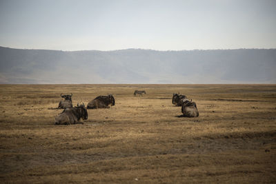 Animals in a field