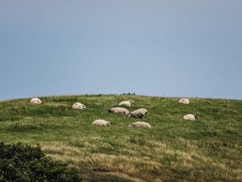 Sheep on field against clear sky