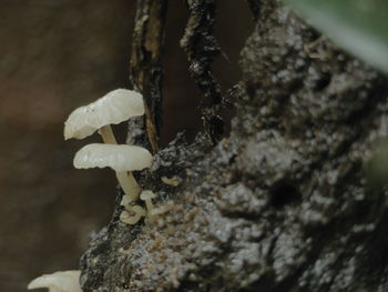 Close-up of plant against blurred background