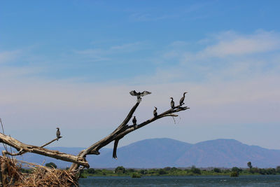 Scenic view of tree against blue sky