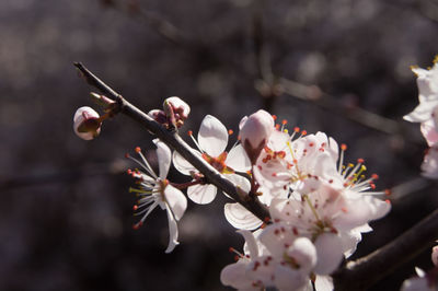 Close-up of cherry blossoms in spring